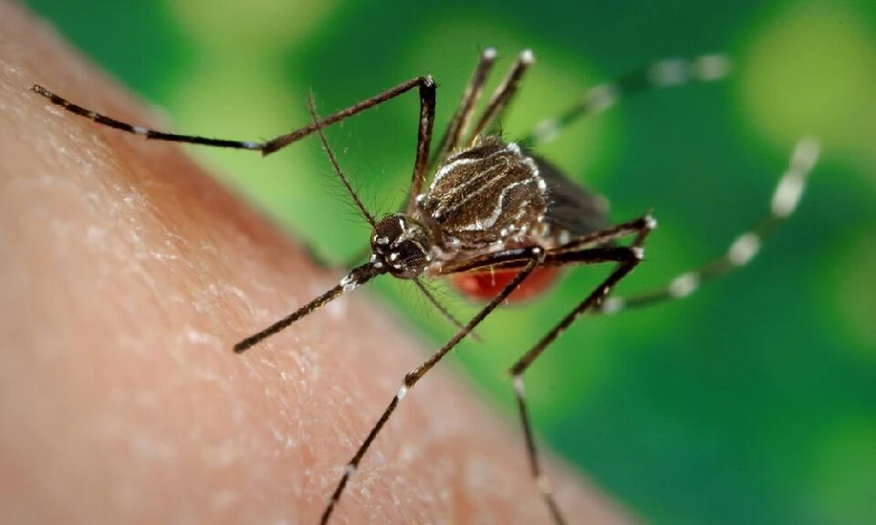 Is there a cure for dengue fever